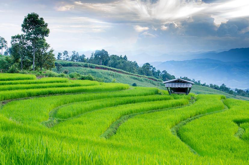 Mae Chaem rice terraces