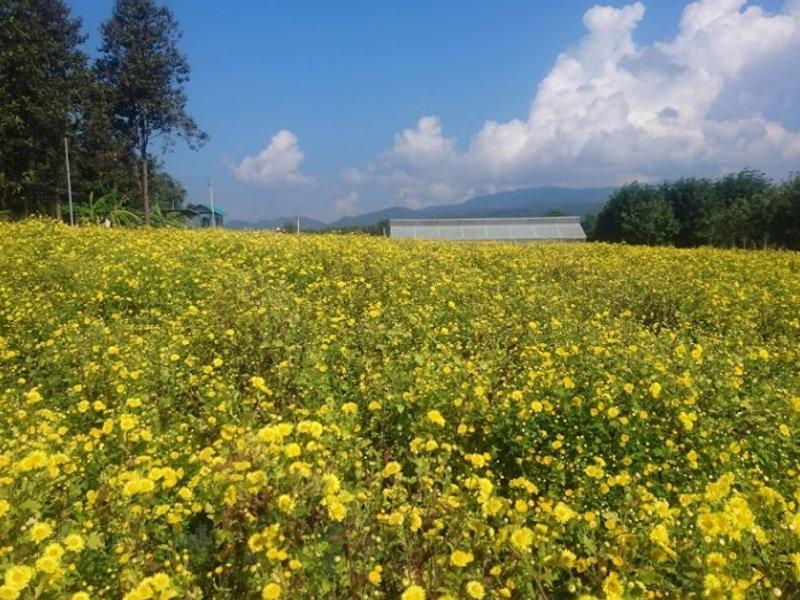 Chrysanthemum flower fields, Mae Jo