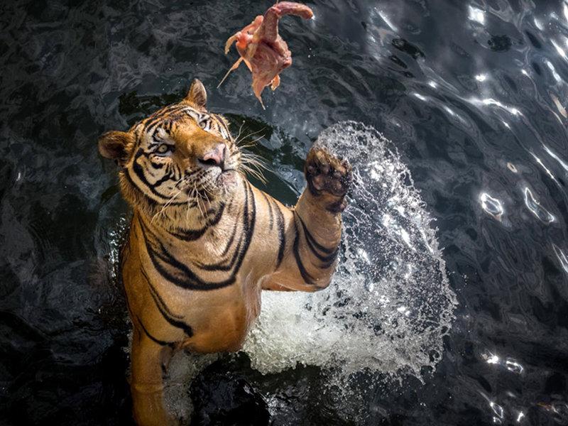 Sriracha Tiger Zoo