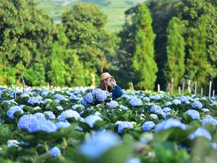 Khun Pae, a field of hydrangea flowers