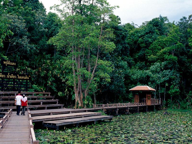 Sirindhorn Sweat Forest Nature Research and Study Center (Tho Daeng Peat Swamp Forest)