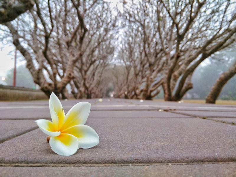 Leelawadee Tunnel (Frangipani facade)