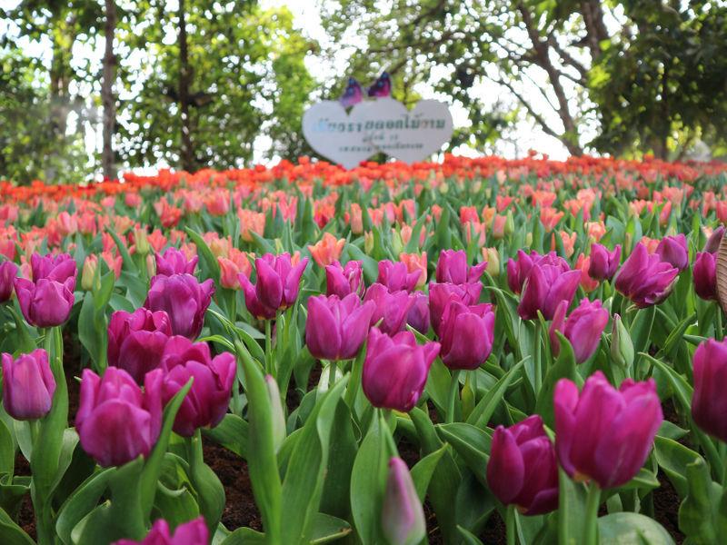 Chiang Rai beautiful flowers