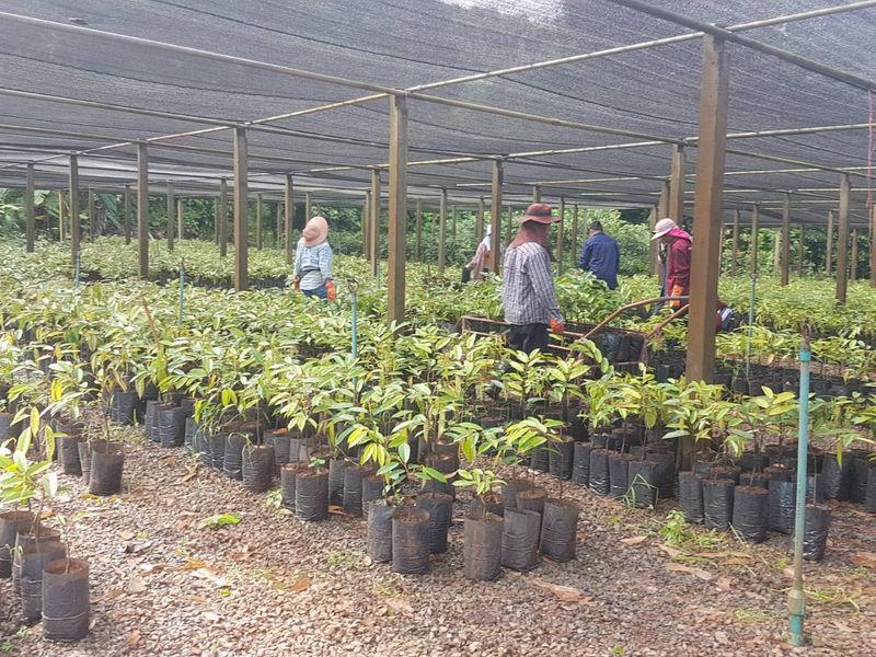 Chanthaburi Horticultural Research Center