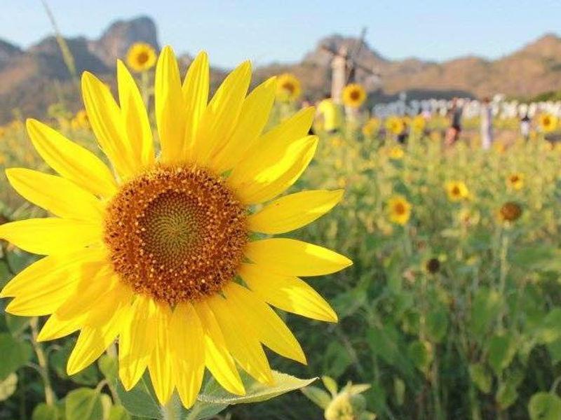 Lop Buri Sunflower Field (Khao Chin Lae)