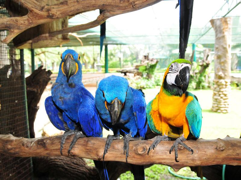 Suan Palm Bird Farm