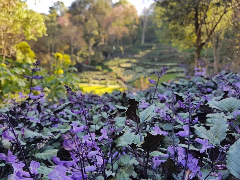 Mae Fah Luang Arboretum