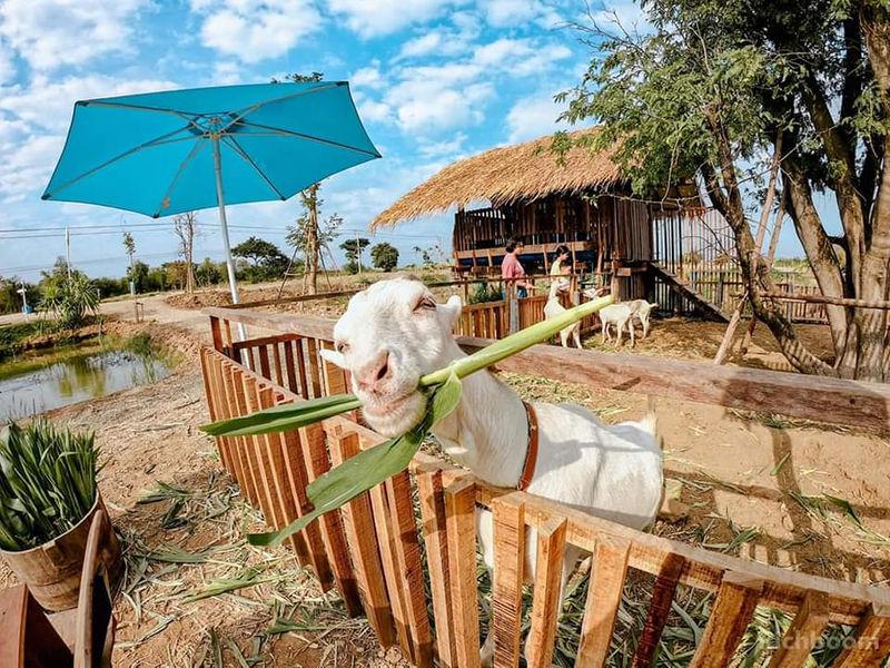 The Ugly Duckling Learning Farm