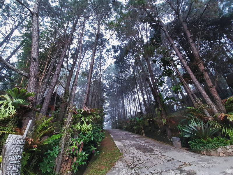 Wat Chan pine forest