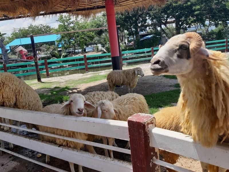 Malai Farm at Cha Am