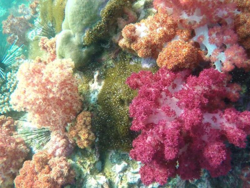 Seven Colored Corals, Jabang River