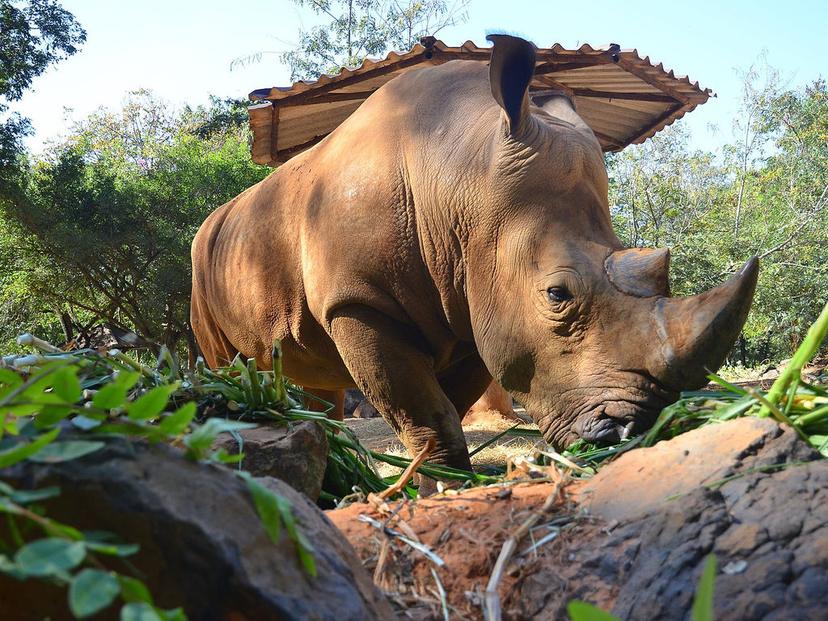 Nakhon Ratchasima Zoo