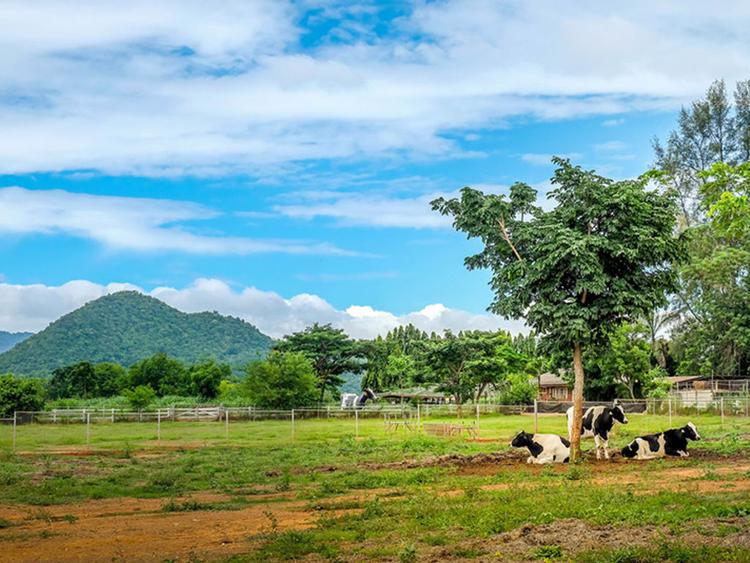 Farm Chokchai