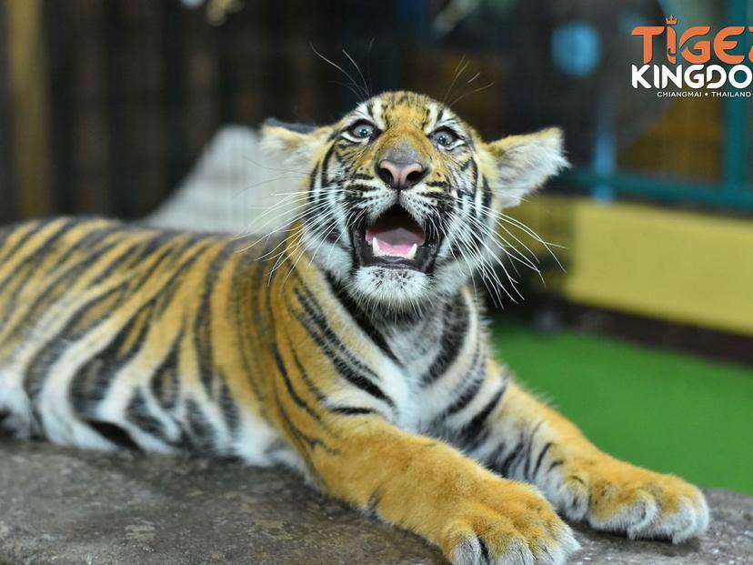 Tiger Kingdom Chiang Mai