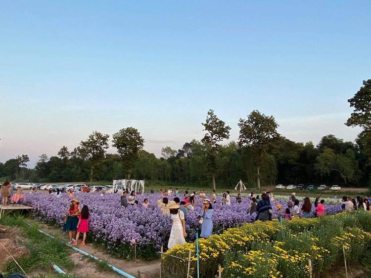 银行菊园花卉咖啡厅