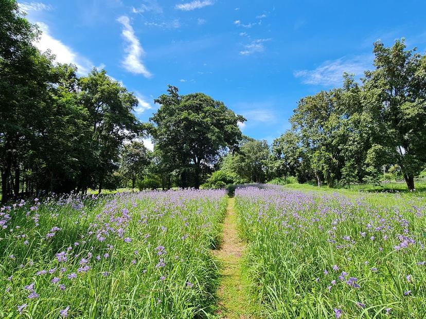 Crested Naga Flower Field, Prachinburi