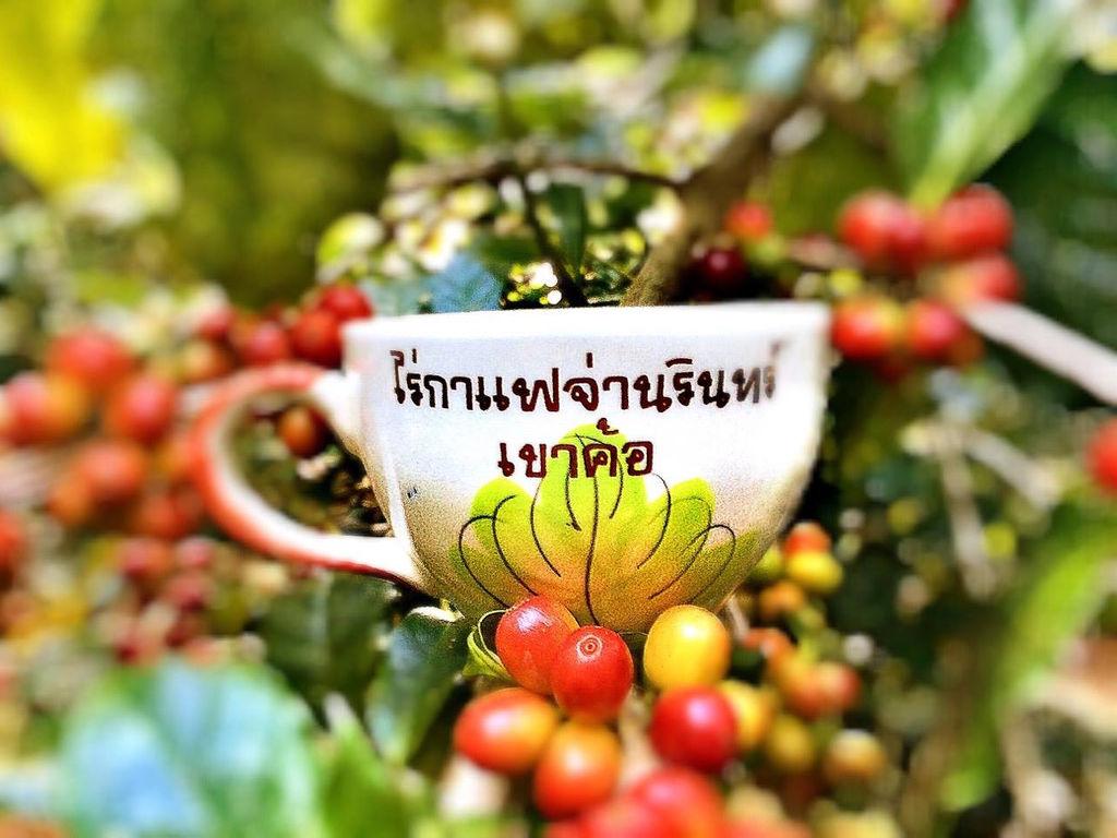 ไร่กาแฟจ่านรินทร์ เขาค้อ