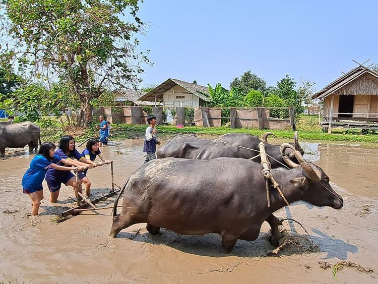 Thai buffalo conservation village