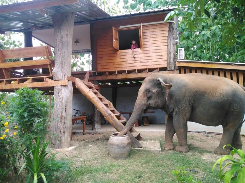 ปางช้างเเม่สิน สุโขทัย