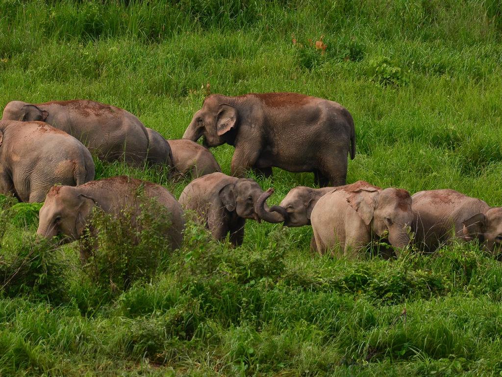 Khao Ang Rue Nai Wildlife Sanctuary