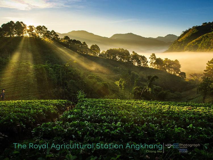 The Royal Agricultural Station Angkhang