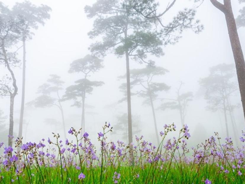 Phu Soi Dao National Park