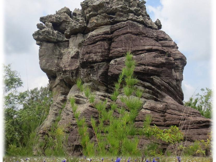 Phu Songkhla Nature Study Site