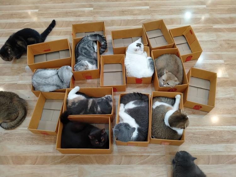 Play With Cat Cafe