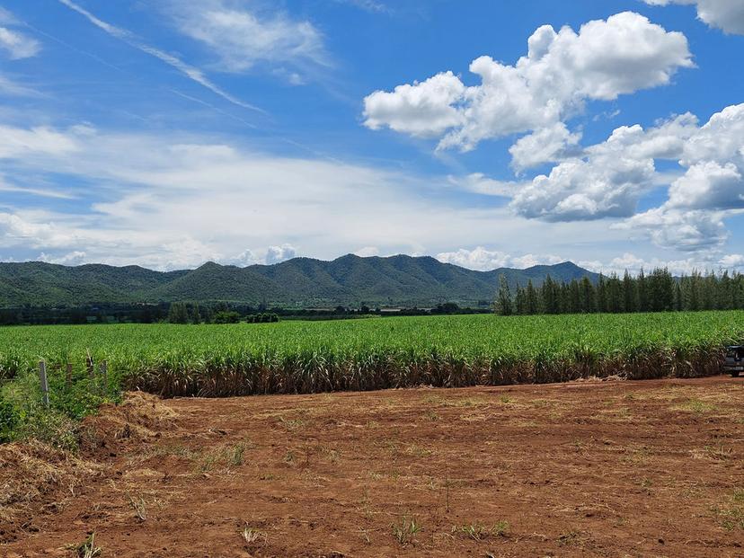 sugar cane plantation next to Khao Chon Kai The future will be a Muslim community.