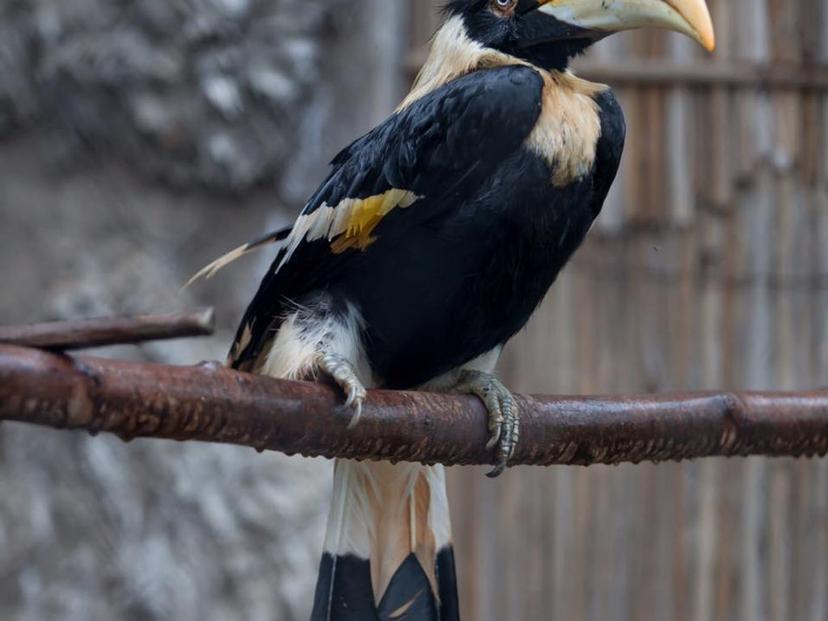 Chiang Mai Zoo