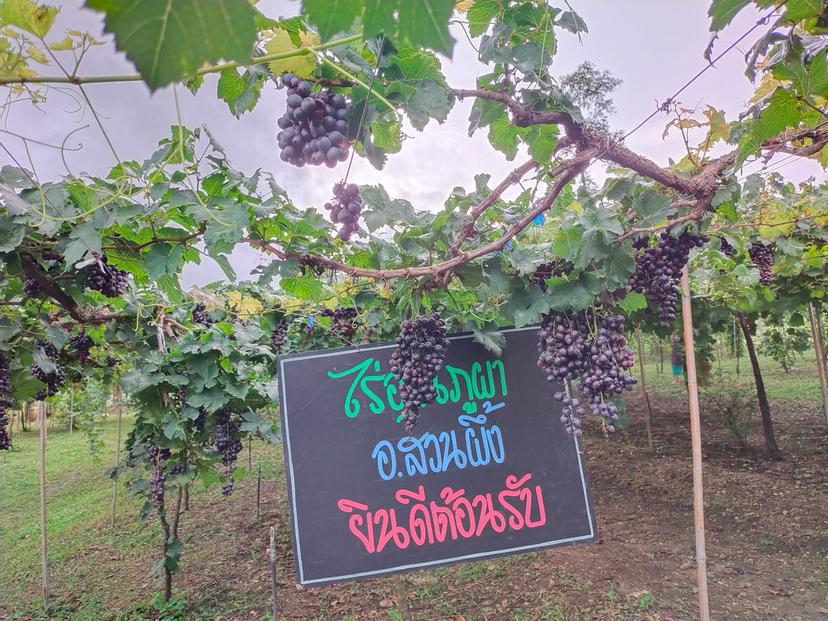 Phu Pha Panya Sawan Vineyard