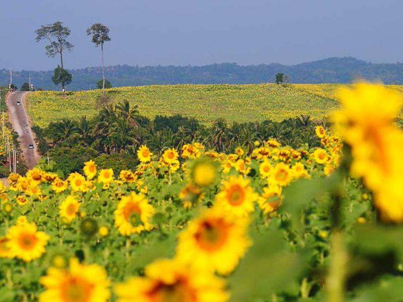 Sunflower fields, Bueng Sam Phan