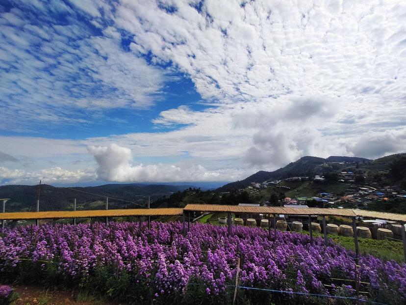 Yingyong flower garden