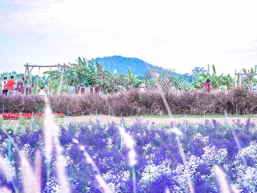 Flower Farm, Lung Chai Flower Garden, Ratchaburi