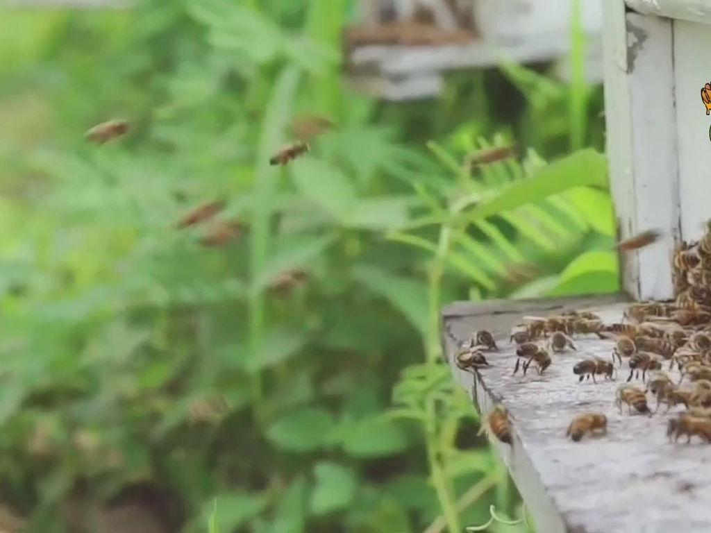 bee production