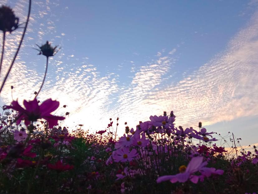 Panghua Flower Garden