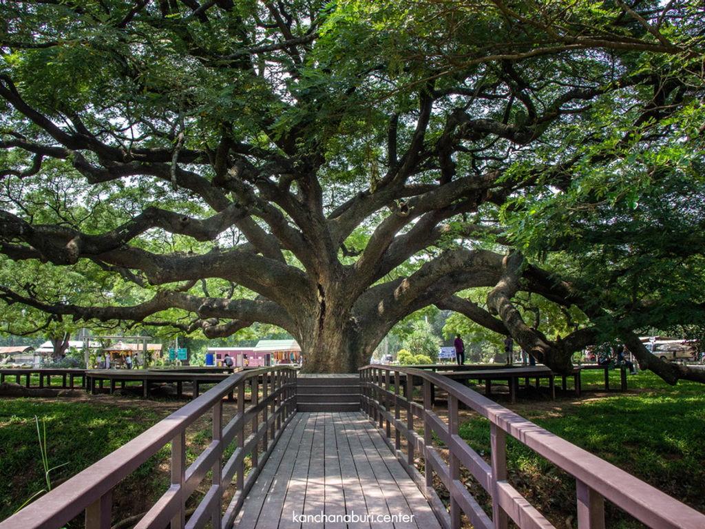 giant rain tree