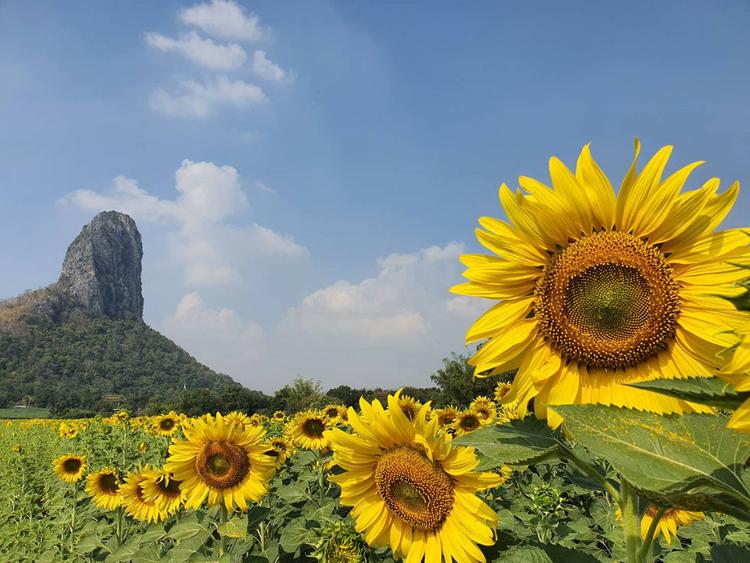 Rai Chamrat, Khao Do Sunflower Field