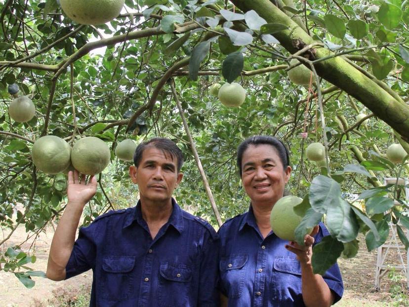 Grapefruit, Cucumber Orchard Chokchai Orchard