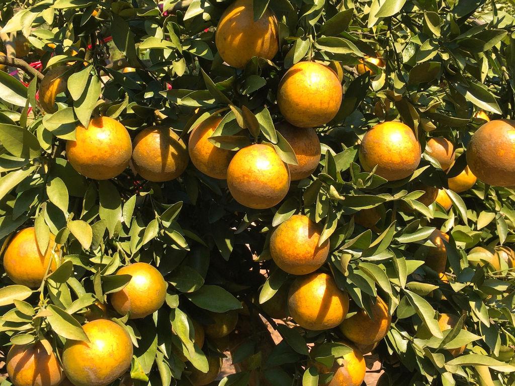 Chamaiphon orange orchard, Doi Ang Khang