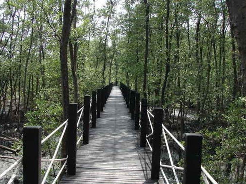 Mangrove Nature Study and Conservation Center for Ecotourism