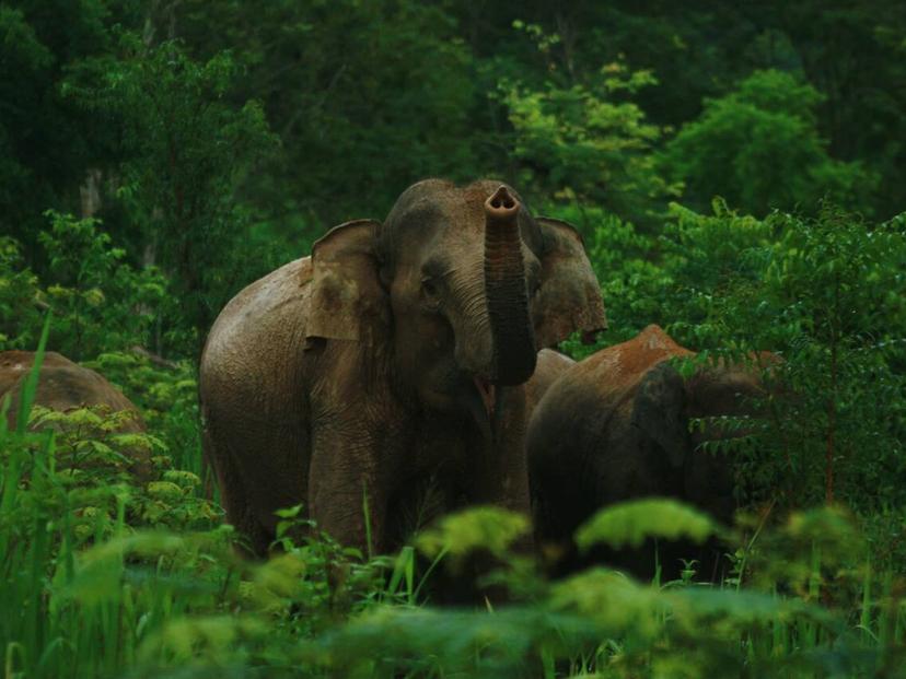 Kui Buri Wildlife Conservation Tourism Club