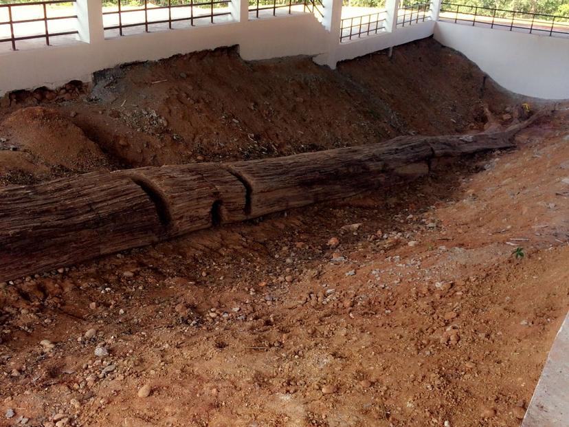 petrified wood