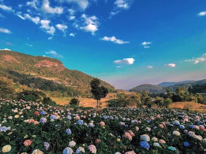 Inthanon Hydrangea Field - Suan Khun Thong Dee