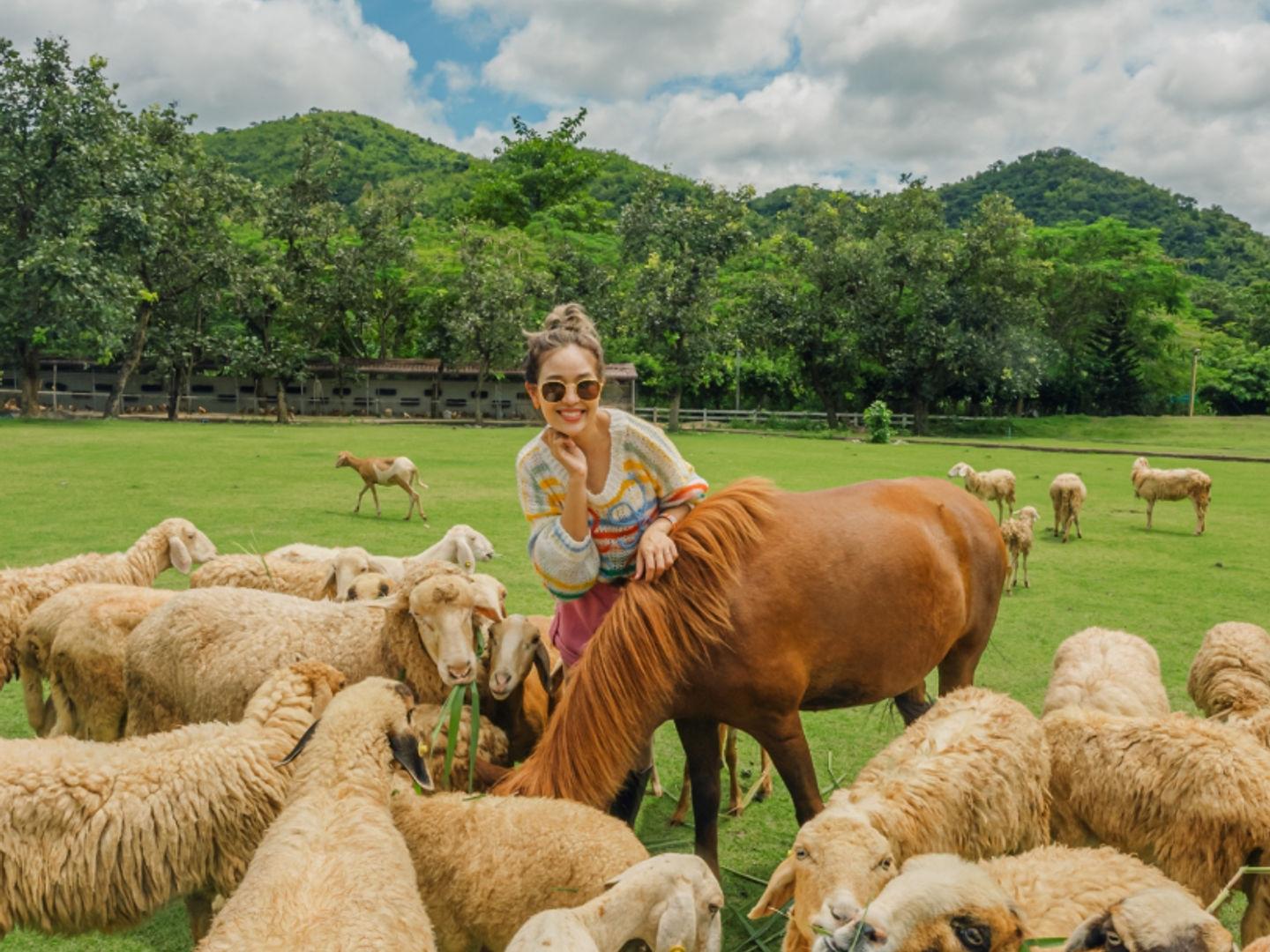 อัลปาก้าฮิลล์ - Alpaca Hill