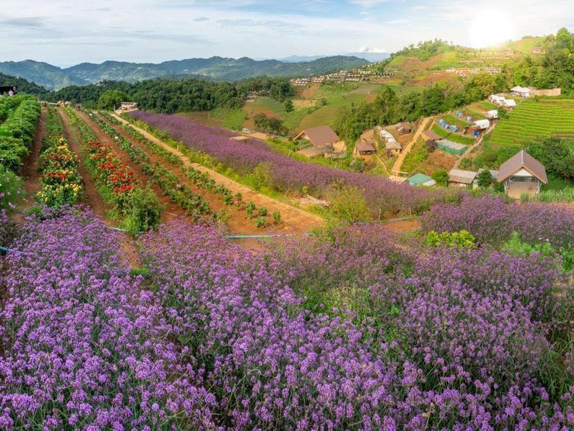 cold wind flower farm