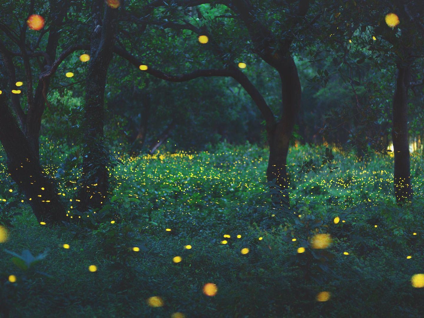 Land of Hundreds of Thousands of Fireflies