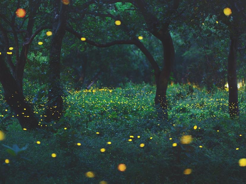 Land of Hundreds of Thousands of Fireflies