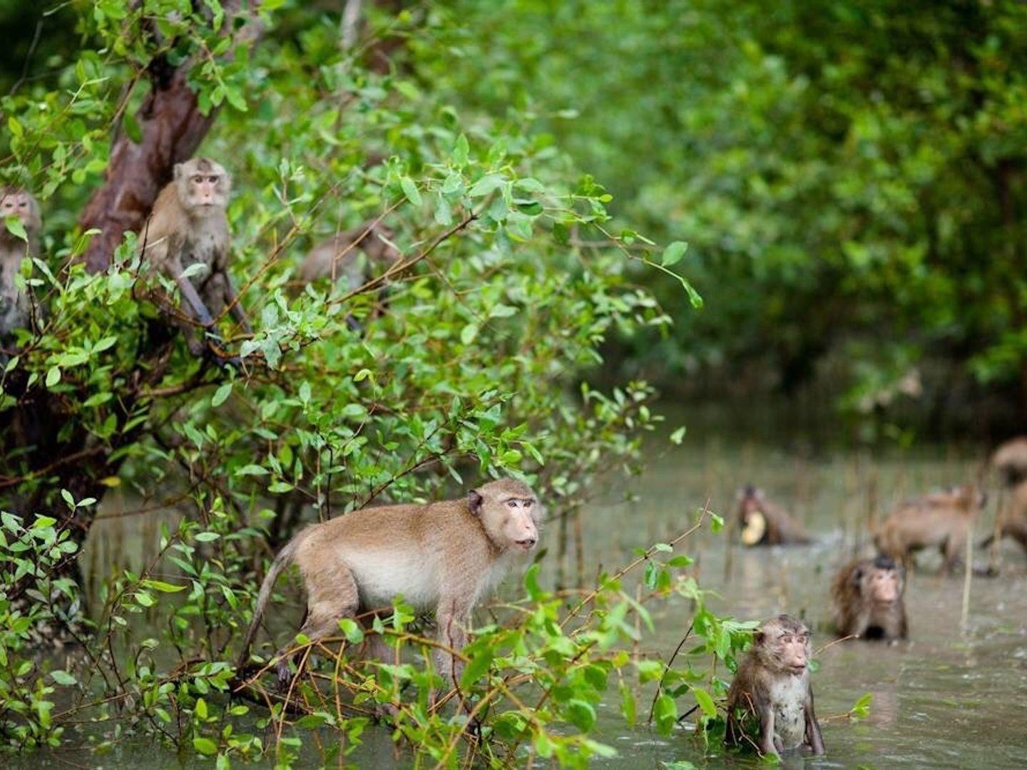 Klong Khon Mangrove Forest Conservation Center