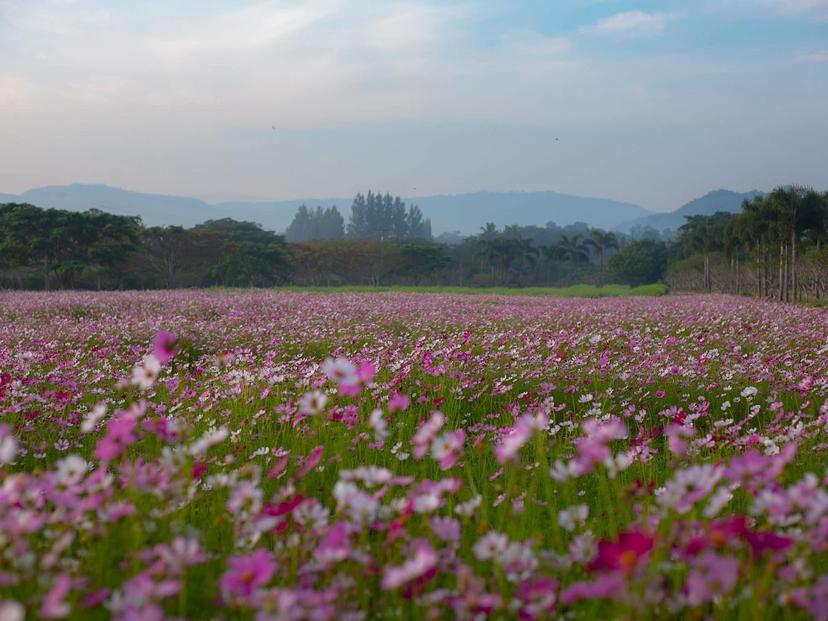 Rai Nua Fah, Cosmos Field, Khao Yai